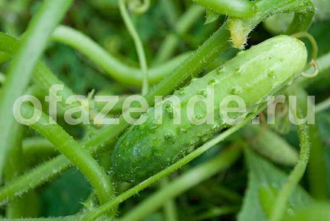 Rich agurk høst. Illustration til en artikel bruges til en standard licens © ofazende.ru