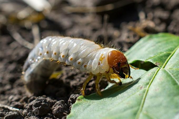 Hvor let at befri din have af oldenborre, jordkrebs, snegle og bladlus uden brug af pesticider: 5 bevist måder