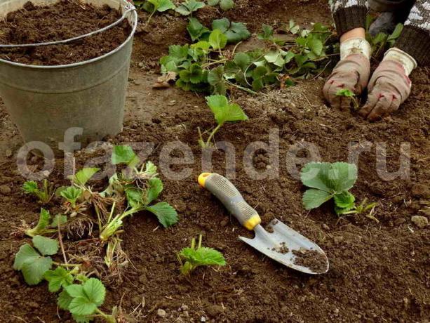 Sådan plante jordbær i august ikke at bekymre sig om høsten næste år?