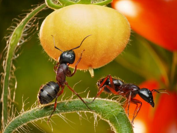 Vacationers hvert år forsøger at finde de bedste midler til haven myrer. Illustration til en artikel bruges til en standard licens © ofazende.ru