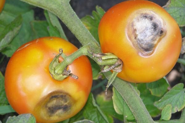 Brown-brune pletter på bladene af tomater: hvad det er, og hvordan man kan bekæmpe
