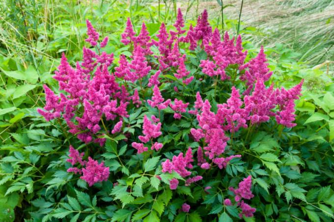 Pleje astilbe efterår og forberedelser til vinteren