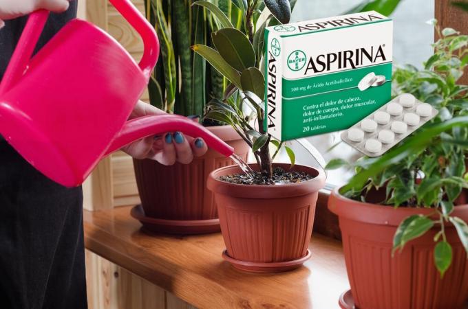 Aspirin - et reelt finde for blomster i vinteren. Hvad det er, og hvordan man kan anvende