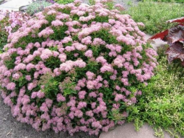 Uhøjtidelig blomstrende buske i din have: tips til gartnere