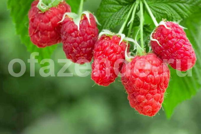 Hindbær. Billeder til offentliggørelse anvendes af standard licens © ofazende.ru