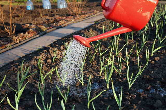 For at beskytte mod sygdomme i foråret sprøjtes med fungicider
