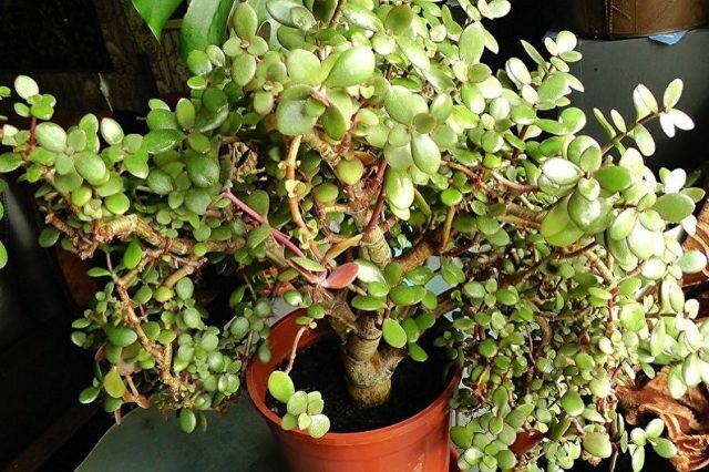Jade vokser hurtigt, og du nødt til konstant at overvåge processen. Til en penge træ vokser hurtigt, vanding det sparsomt: vil det øge incitamentet til at plante grøn masse, der bevarer fugten.