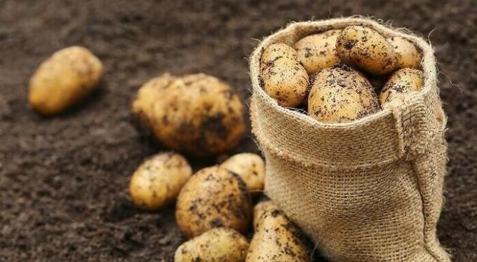 Hvordan forbereder jorden i efteråret under kartoflerne, og derefter få en god høst