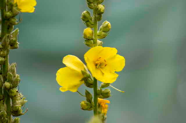 Svagt gule blomster. Illustration til en artikel bruges til en standard licens © ofazende.ru