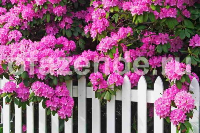 Rhododendron: delvis skygge og sur jord - gartnere rådgivning