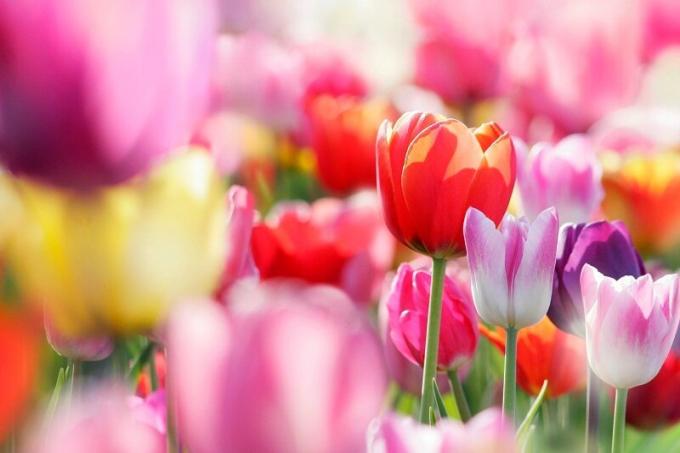 Blomstrende tulipaner. Illustration til en artikel bruges til en standard licens © ofazende.ru