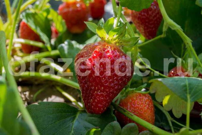Voksende jordbær. Illustration til en artikel bruges til en standard licens © ofazende.ru