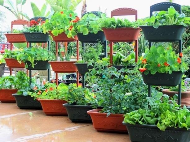Sådan dyrke grøntsager i containere