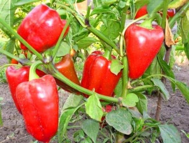 Voksende sund sød peber uden sygdommen. Tips gartner