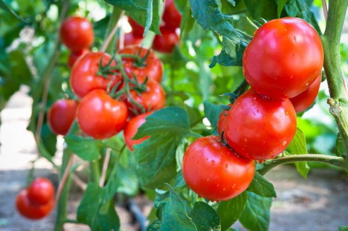 Harvest tomater. Illustration til en artikel bruges til en standard licens © ofazende.ru