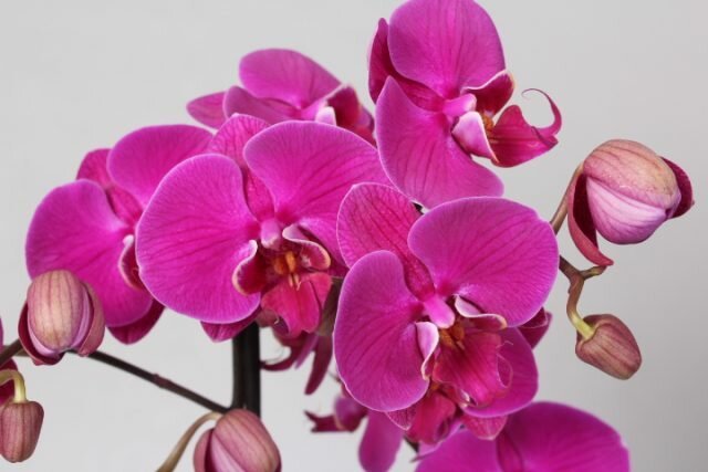 Hvordan til at passe til blomstrende orkidé, at det blomstrede så længe som muligt
