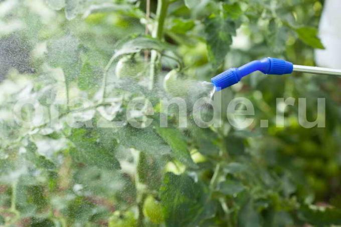 Forbindinger opskrifter for tomater dyrket i det åbne land