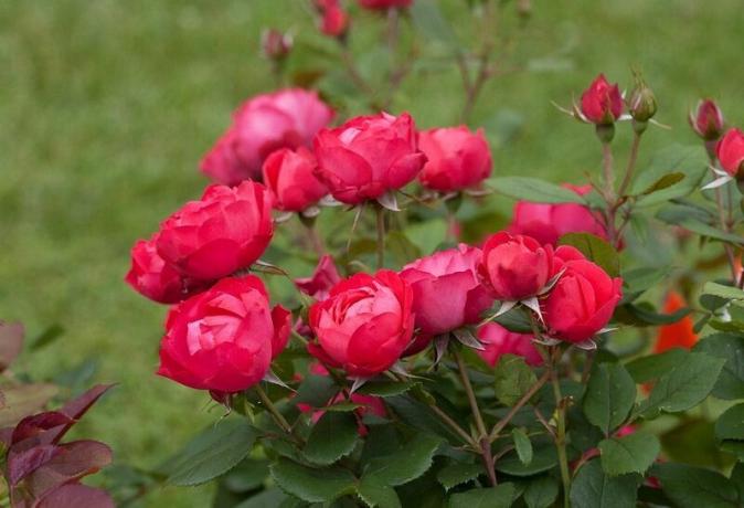 Voksende canadiske roser. Illustration til en artikel brugt open source