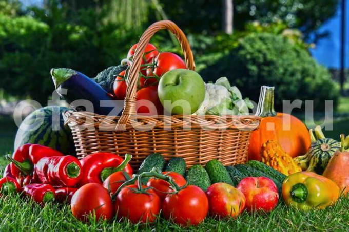 Dyrkning af grøntsager. Illustration til en artikel bruges til en standard licens © ofazende.ru