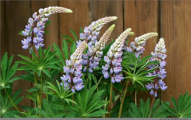 Blomsterstand lupin hegn