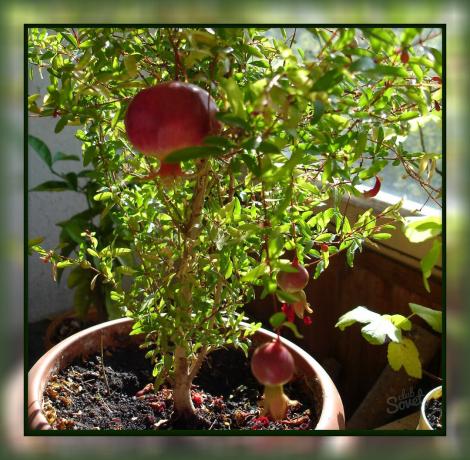 Hvordan til at vokse granatæble derhjemme, så du kan spise af velsmagende frugt direkte fra vindueskarmen!