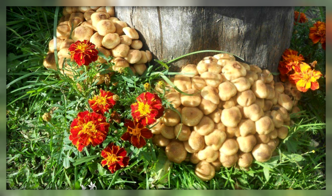 Hvordan til at vokse svampe i din baghave og let at producere rigelige høst