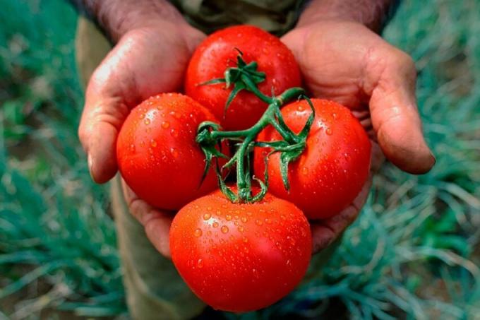 Gamle bedstemors opskrift på dressing tomater, som giver en rig høst