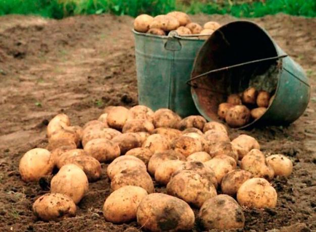 Hvordan kan man øge udbyttet af kartofler