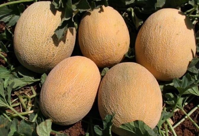 Hvordan at vokse en god høst af meloner i haven. praktiske råd