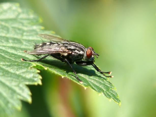 Løg flyve - hvordan man genkender og effektivt på planter til at bekæmpe det