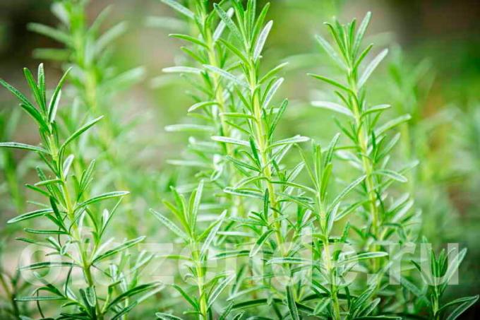 6 arter af rosmarin til din have: Beskrivelse og hemmeligheder af voksende