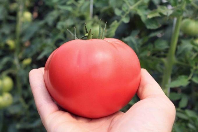 Hvordan kan man øge indholdet af tomater sukker, hvis de er "sur". nem opskrift