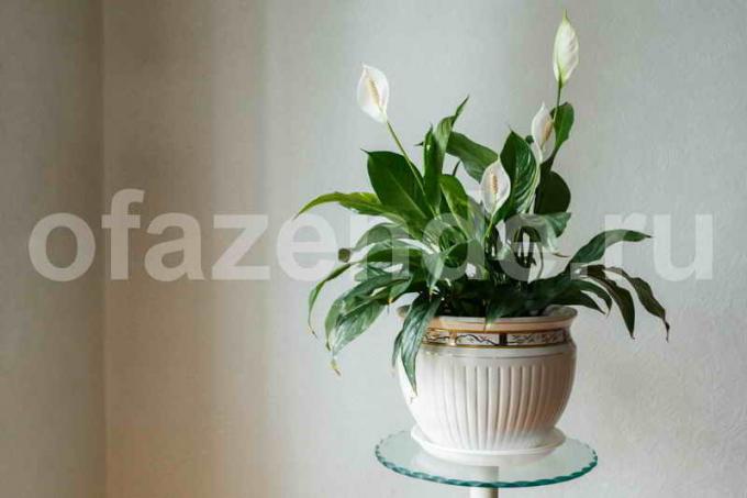 Dyrkning Spathiphyllum. Illustration til en artikel bruges til en standard licens © ofazende.ru