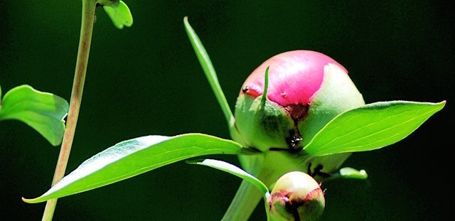 5 Regler for frodige blomstrende pæoner