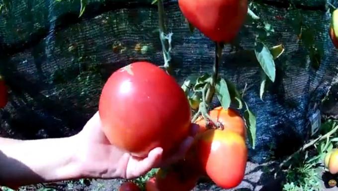 "Kød" er aldrig for meget. Top 3 mest kødfulde og produktive sorter af tomater til dine drivhuse og haver