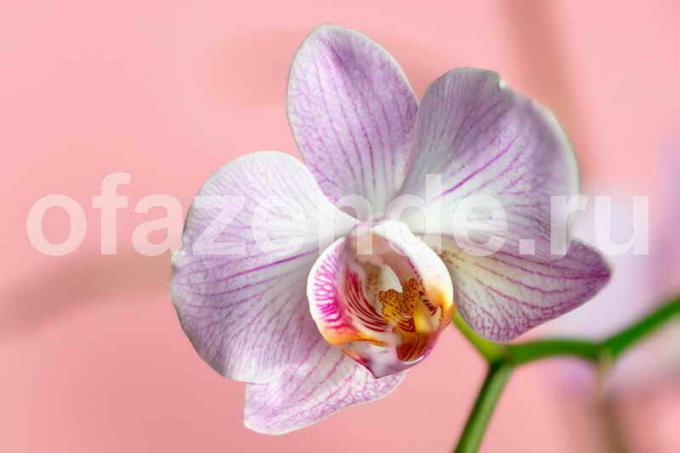 Orchid blomst. Illustration til en artikel bruges til en standard licens © ofazende.ru