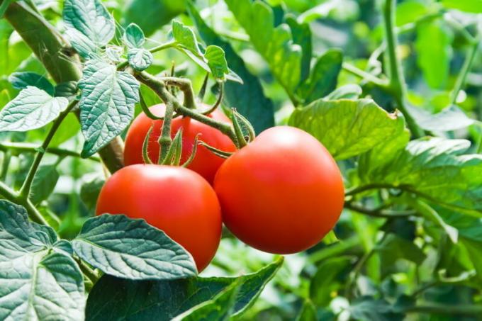 Tomater bør ikke plantes efter jordbær. Illustration til en artikel bruges til en standard licens © ofazende.ru