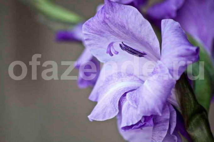 5 hemmeligheder af voksende gladiolus