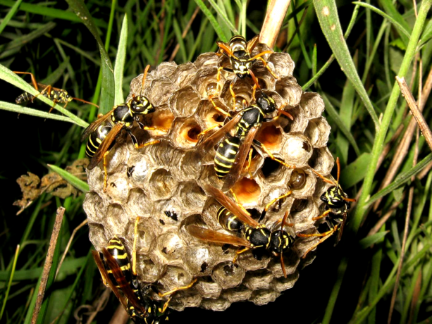 Som du kan nemt og sikkert slippe af hvepseboer human måde