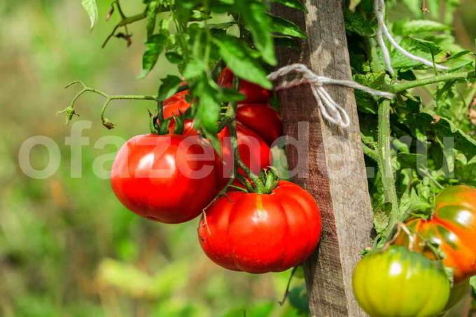Garter tomater. Illustration til en artikel bruges til en standard licens © ofazende.ru