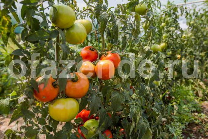 De vigtigste tips til dyrkning af tomater