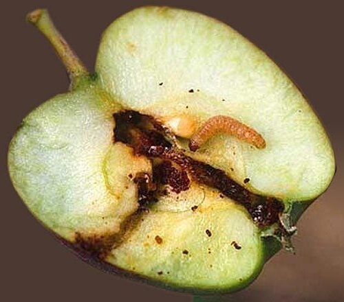 En effektiv fremgangsmåde til bekæmpelse af æblevikler uden brug af kemikalier