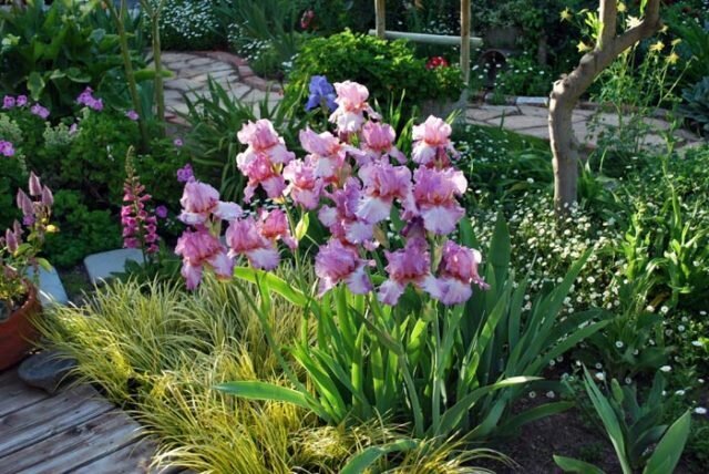 Iris på et blandet blomsterbed