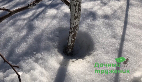 Smeltende sne rundt om stammen med hvidpigmenteret. 