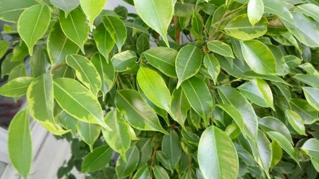 Hvad han ønsker Ficus benjamina? 5 enkle tips til en sund vækst