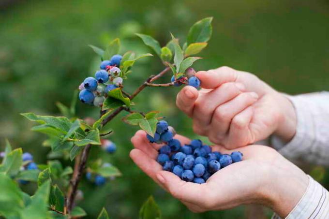 Blueberry høst. Illustration til en artikel bruges til en standard licens © ofazende.ru