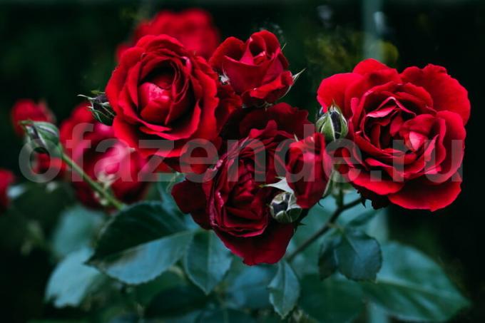 8 hemmeligheder af voksende roser