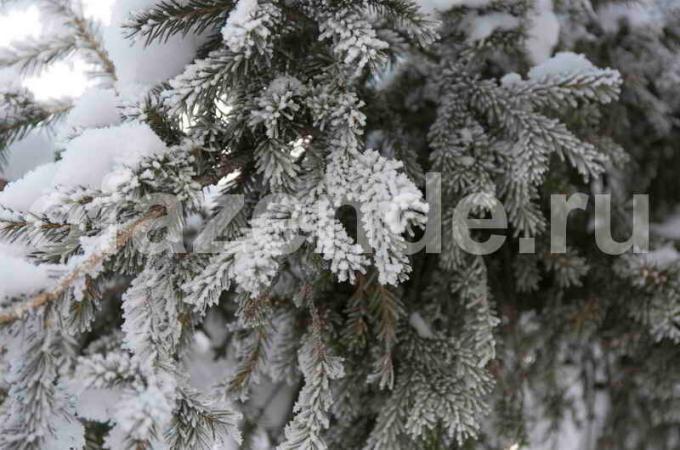 Hvordan forbereder til vinter nåletræer?