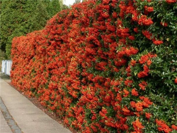 Pyracantha