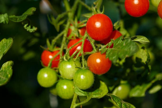 Cherry tomater er velegnede til haven indendørs. Illustration til en artikel bruges til en standard licens © ofazende.ru